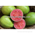 Red Heart Guava fruit seeds for planting